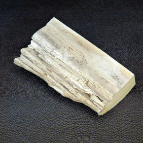 Mammut-Abschnitt ca. 81x48x16-25mm