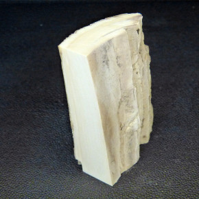 Mammut-Abschnitt ca. 81x48x16-25mm