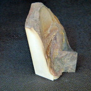 Mammut-Abschnitt ca. 75mm