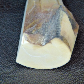 Mammut-Abschnitt ca. 75mm