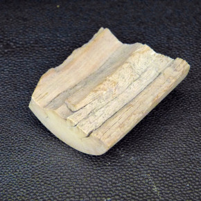 Mammut-Abschnitt ca. 47mm lang