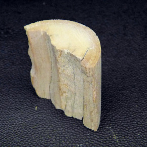 Mammut-Abschnitt ca. 47mm lang