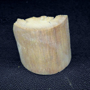 Mammut-Abschnitt ca. 47mm lang