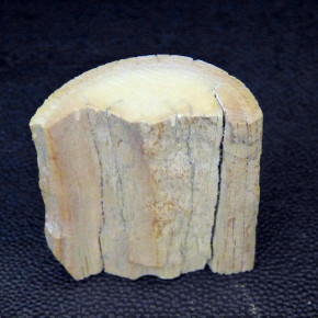 Mammut-Abschnitt ca. 47mm lang