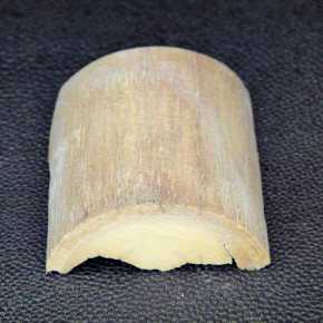 Mammut-Abschnitt ca. 47mm lang