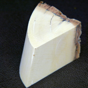 Mammut-Abschnitt ca. 37x43x35mm