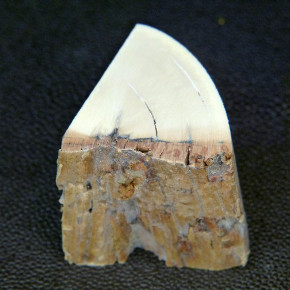 Mammut-Abschnitt ca. 37x43x35mm