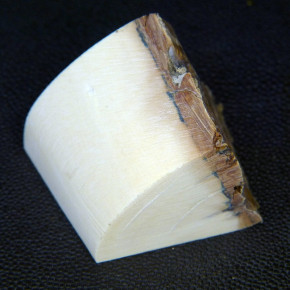 Mammut-Abschnitt ca. 37x43x35mm