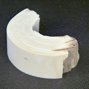 Mammut-Bogenabschnitt ca.65x33x20mm