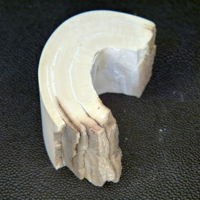 Mammut-Bogenabschnitt ca.65x33x20mm