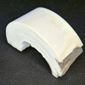 Mammut-Bogenabschnitt ca.65x33x20mm