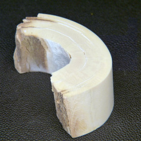 Mammut-Bogenabschnitt ca.65x33x20mm