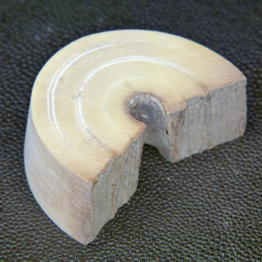 Mammut-Bogenabschnitt ca. 50x33x22mm