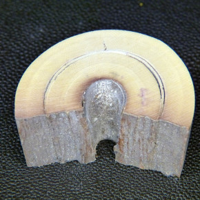 Mammut-Bogenabschnitt ca. 50x33x22mm