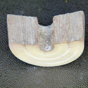 Mammut-Bogenabschnitt ca. 50x33x22mm