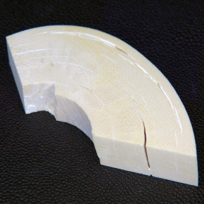 Mammut-Bogenabschnitt ca. 84x33x15-17,5mm