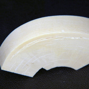 Mammut-Bogenabschnitt ca. 84x33x15-17,5mm