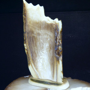 Mammut-Relief aus der Rinde