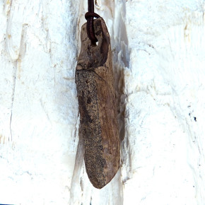 Naturstück eines fossilen Walrosszahns