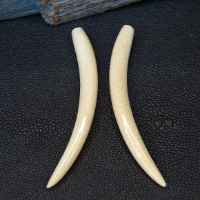 1 Paar Ersatzzähne aus Mammut ca. 85mm lang