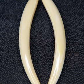 1 Paar Ersatzzähne aus Mammut ca. 85mm lang