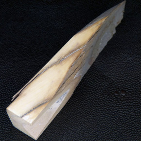 Mammut-Abschnitt ca. 120mm lang