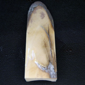 Mammut-Abschnitt ca. 120mm lang