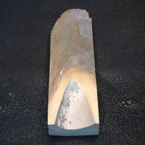 Mammut-Abschnitt ca. 120mm lang