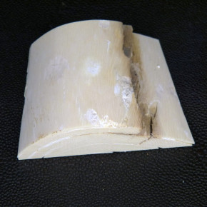 Mammut-Abschnitt ca. 55x74x27mm