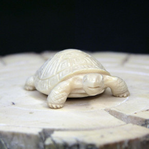 Schildkröte mit schönem Panzer