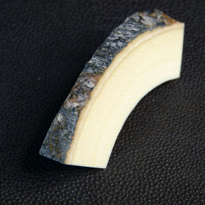 Mammut-Bogenstück ca. 62 x 18 x 13 - 6mm rissfrei